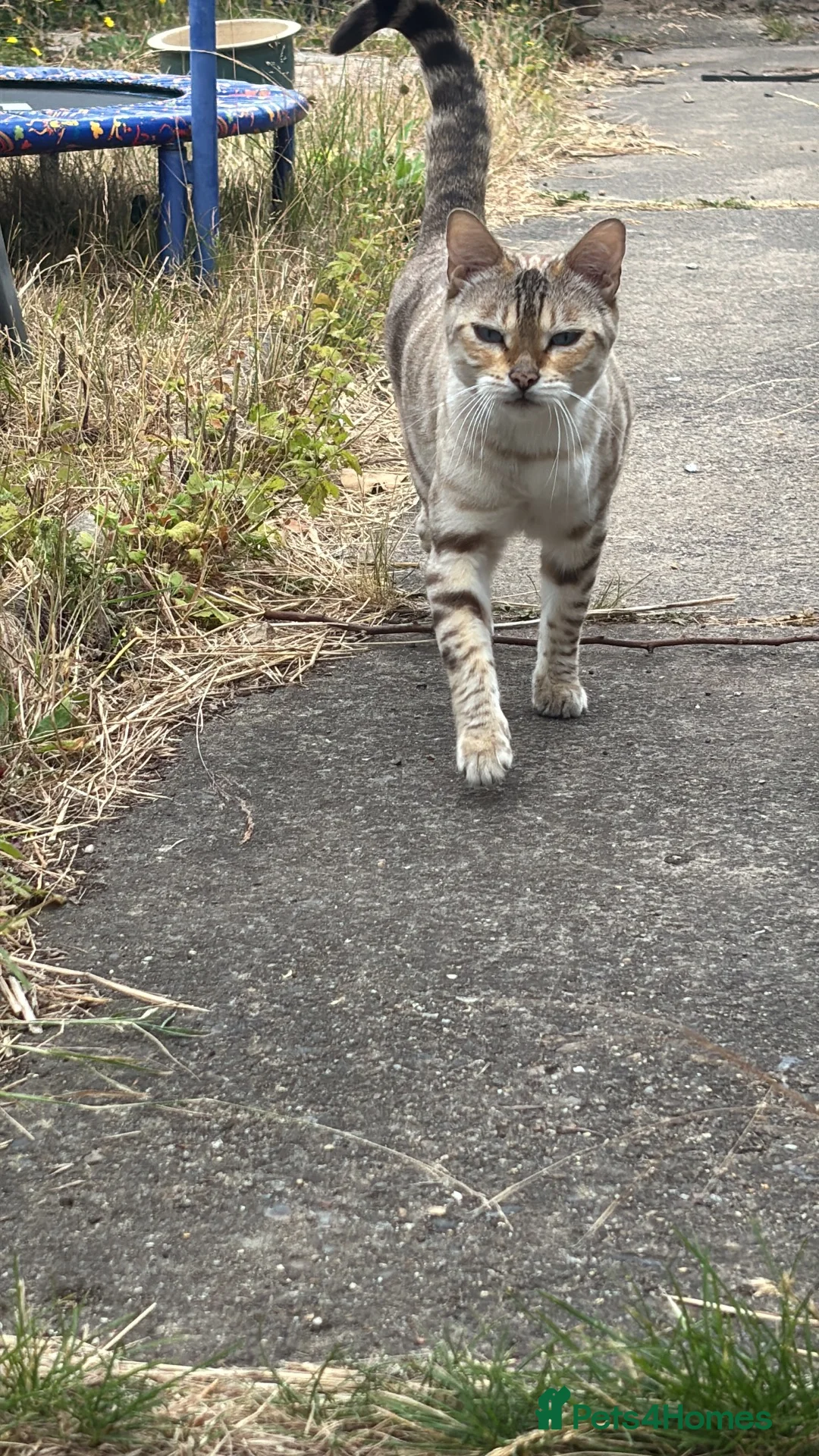 Bengal cats for sale: Luna snow lynx bengal in Bury Saint Edmunds - Advert 1