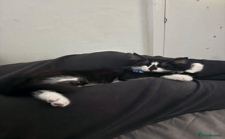 Domestic Shorthair cats - Advert 11