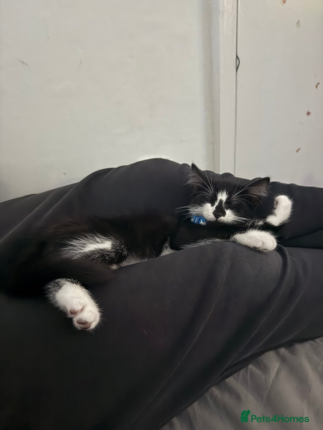 Domestic Shorthair cats for sale: 12 week old boy  - Image 1