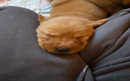 Labrador Retriever dogs for sale: Fox Red / yellow Labrador puppies for sale - Image 17