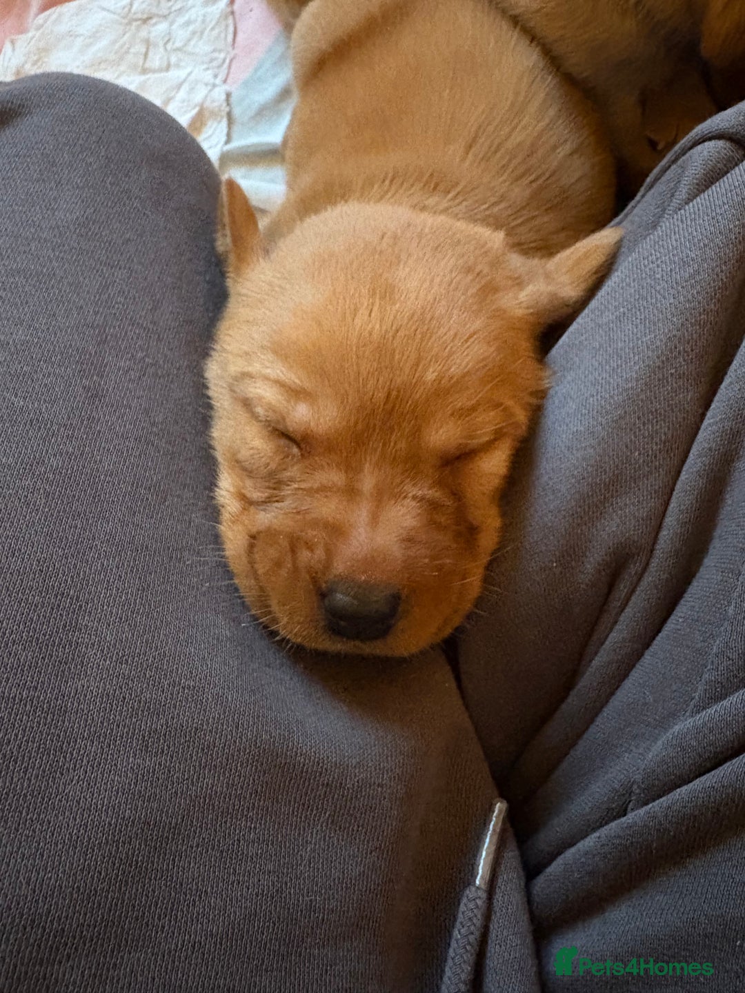 Labrador Retriever dogs for sale: Fox Red / yellow Labrador puppies for sale - Image 17