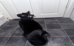 Mixed Breed cats for adoption: FREE rescue cats  looking for a new home  - Image 11