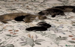 Maine Coon cats for sale: 2 Maine coon x tabby kittens  - Image 6