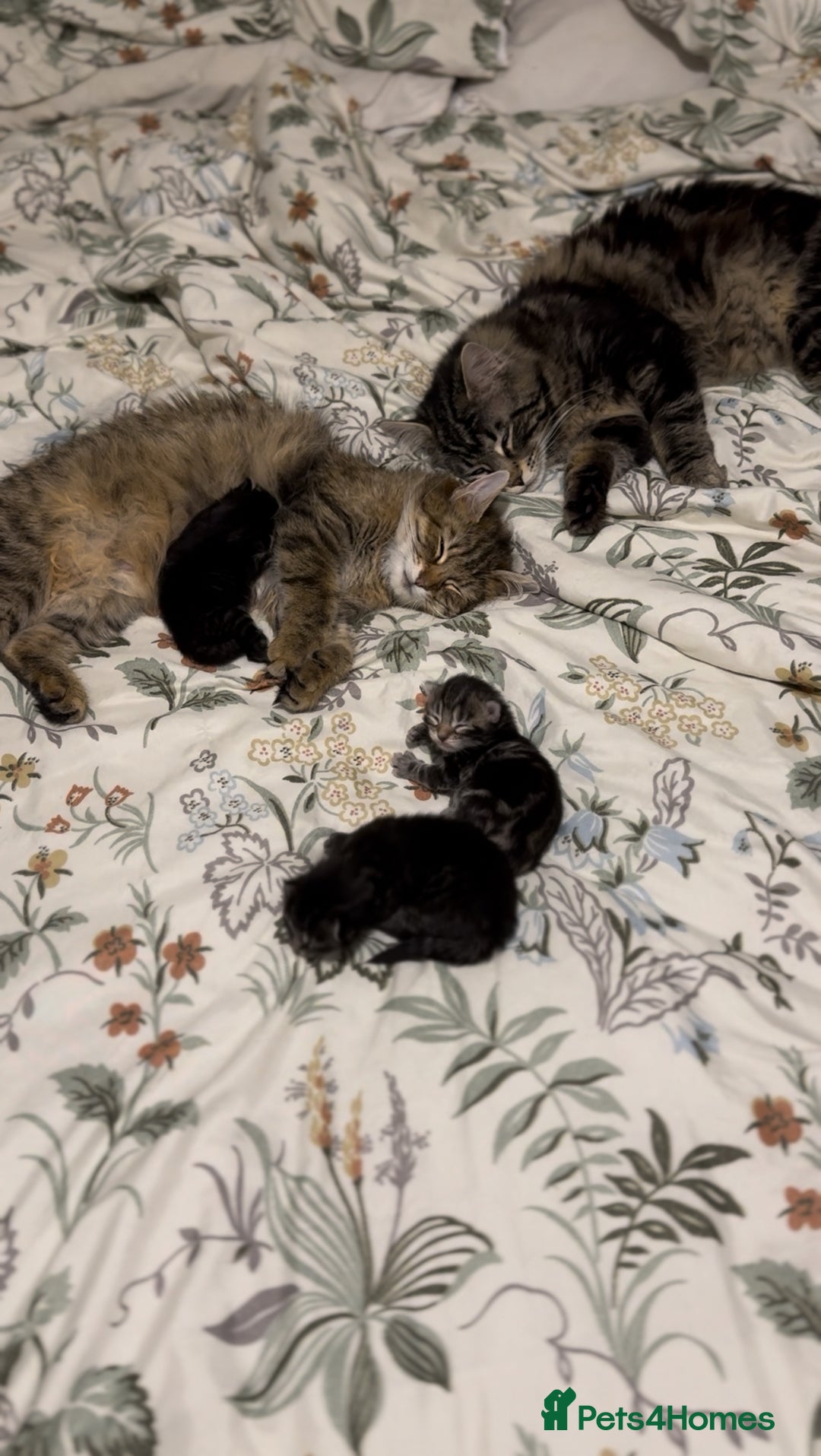 Maine Coon cats for sale: 2 Maine coon x tabby kittens  - Image 6