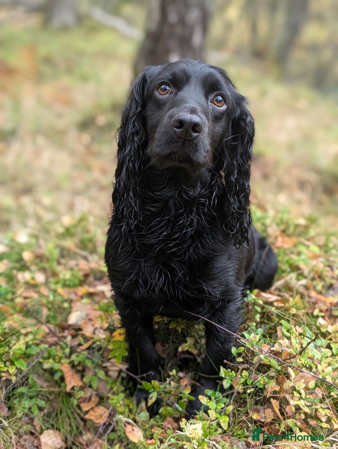 Cocker Spaniel dogs for stud: Working Cocker STUD DOG - Advert 2