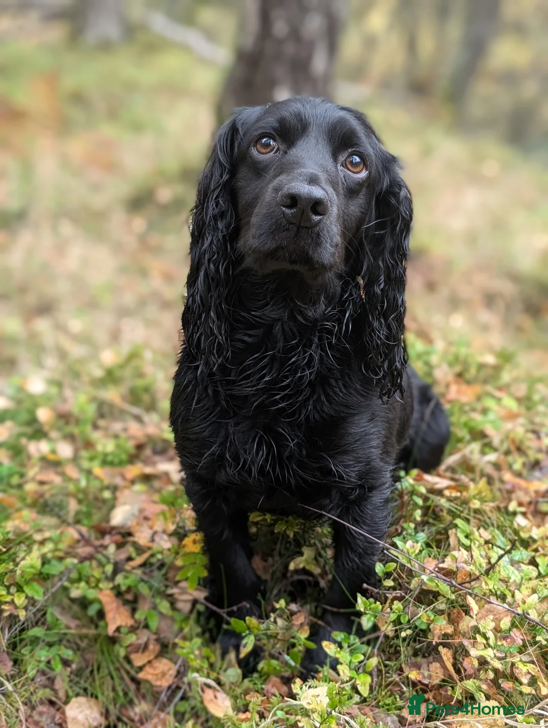 Cocker Spaniel dogs for stud: Working Cocker STUD DOG - Advert 2