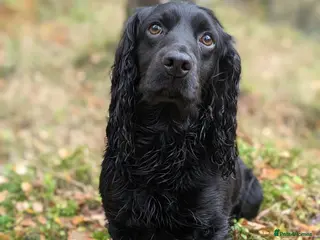 Cocker Spaniel dogs Working Cocker STUD DOG - Advert 4