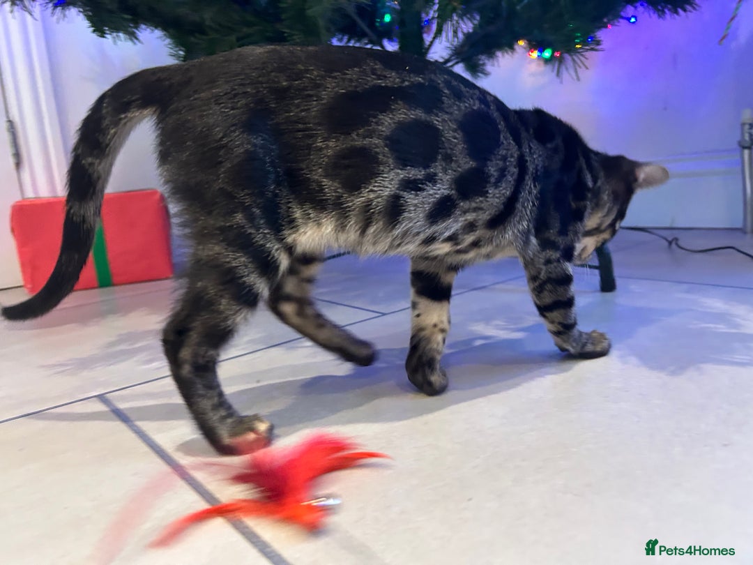 Bengal cats for sale: Stunning Charcoal Female Bengal Kitten - TICA - Advert 12