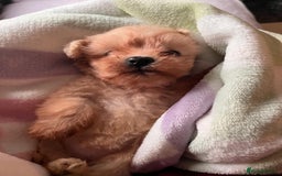 Maltipoo dogs for sale: Tea cup/ pocket puppy Maltipoo girl 🩷 - Image 23