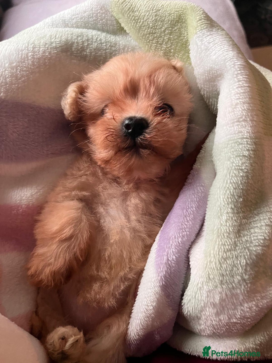 Maltipoo dogs for sale: Tea cup/ pocket puppy Maltipoo girl 🩷 - Image 23