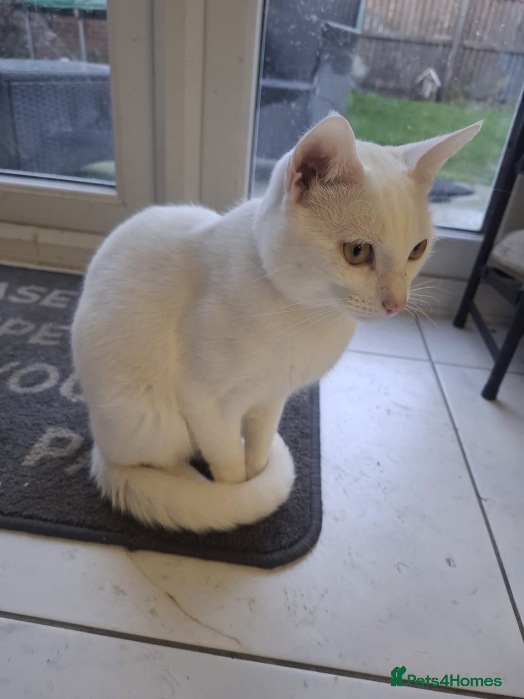 Mixed Breed cats for sale: Two bonded white cats - Advert 3