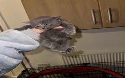 Domestic Shorthair cats for sale: Grey Kittens - Image 3
