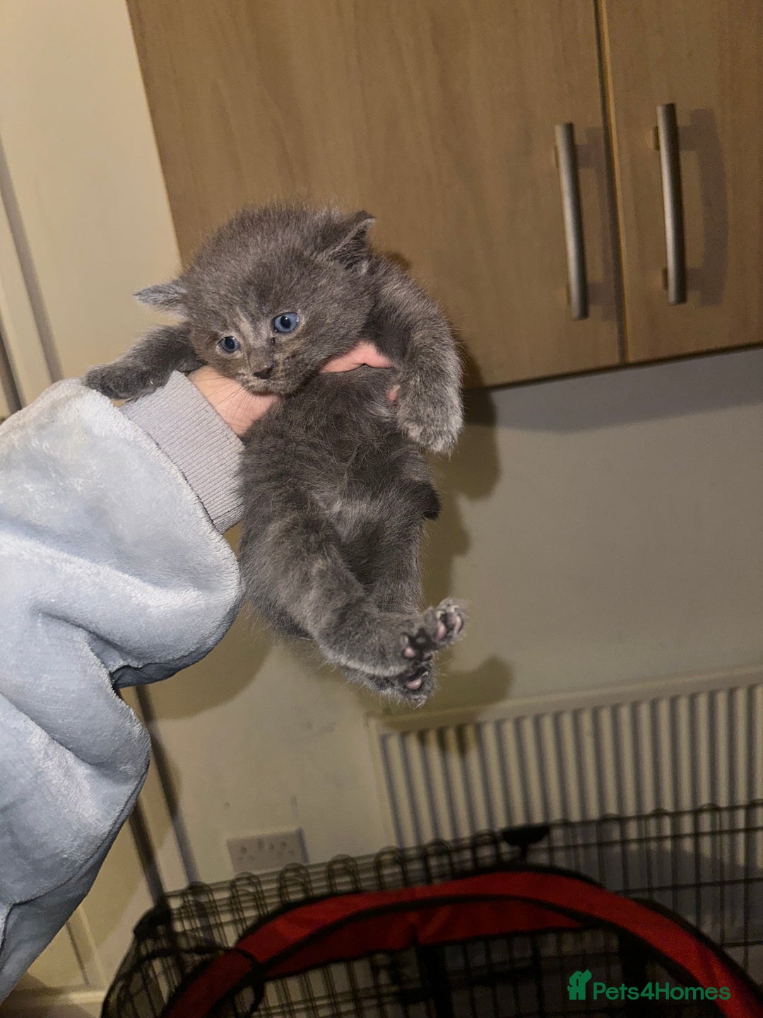 Domestic Shorthair cats for sale: Grey Kittens - Image 3