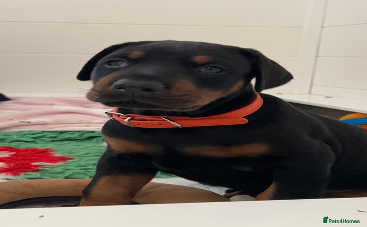 Dobermann dogs Doberman puppies  - Advert 1