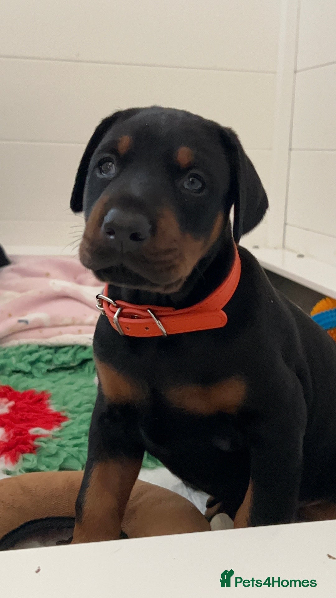 Dobermann dogs for sale: Doberman puppies  - Advert 4