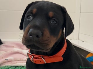 Dobermann dogs Doberman puppies - Advert 1