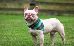 French Bulldog dogs for sale: Ebou x from highly tested Parents - Image 4