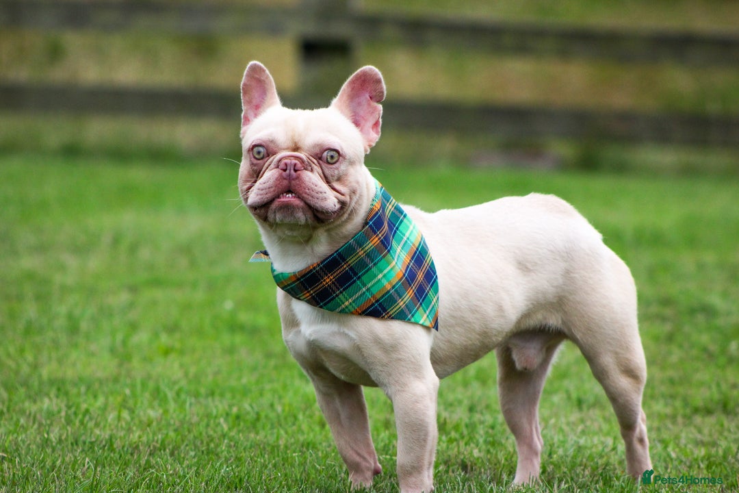 French Bulldog dogs for sale: Ebou x from highly tested Parents - Image 4