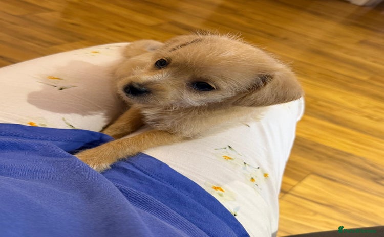 Chihuahua dogs - Advert 1