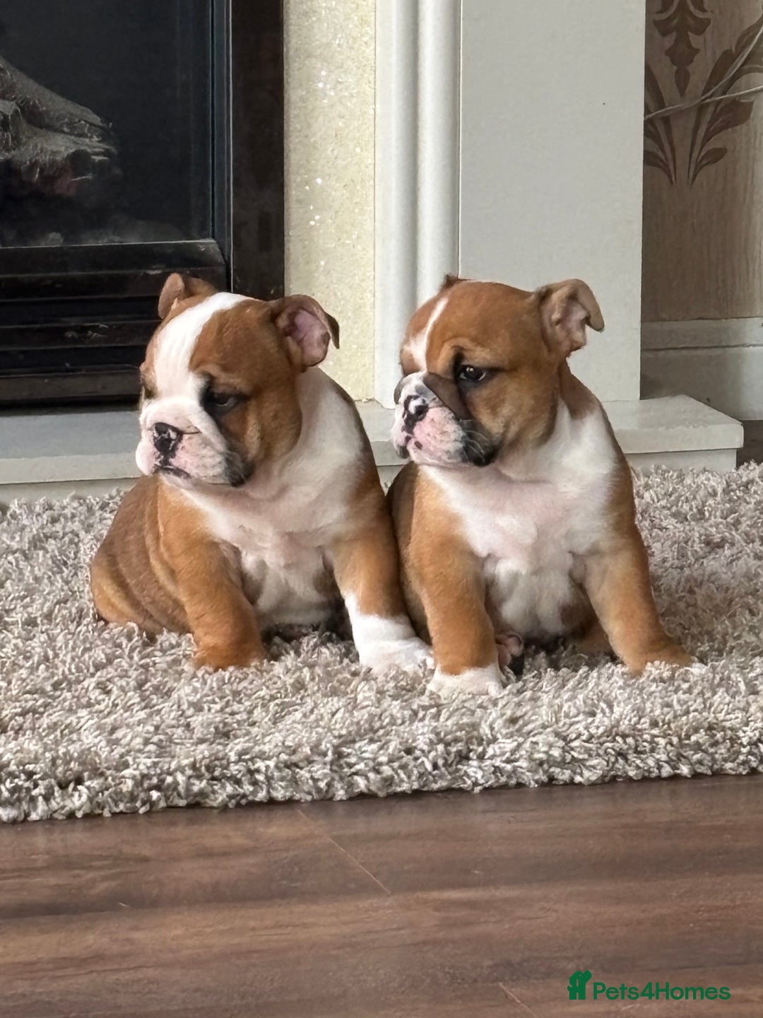 English Bulldog dogs for sale: English bulldog puppies  - Image 24