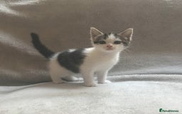 Mixed Breed cats for sale: Bring Home a Bundle of Joy Kittens Ready Oct. 2nd! - Image 10