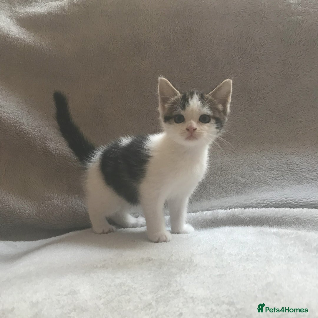 Mixed Breed cats for sale: Bring Home a Bundle of Joy Kittens Ready Oct. 2nd! - Image 10