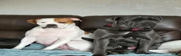 Mixed Breed dogs for sale: Cane corso cross American bulldog  - Advert 1