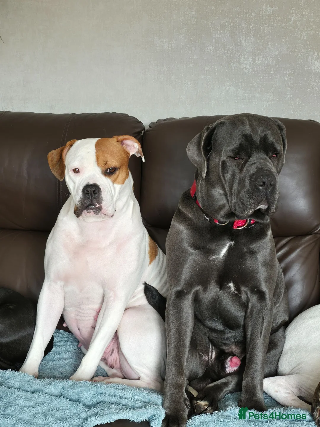 Mixed Breed dogs for sale: Cane corso cross American bulldog  - Advert 1