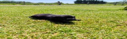 Labrador Retriever dogs for sale: 🐾 Beautiful Labrador Puppies – KC Registered 🐾 - Advert 25