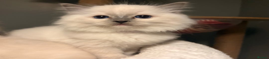 Ragdoll Kitten 1