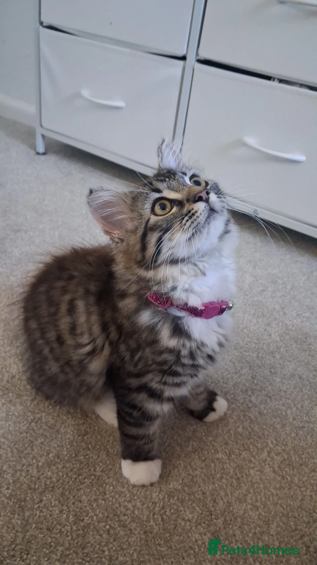 Mixed Breed cats for sale: Ragdoll kitten, female for sale in Preston - Advert 1