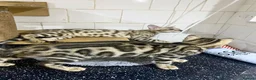 Bengal cats for sale: 🔥✨Pedigree TICA-Registered Bengals - Advert 22