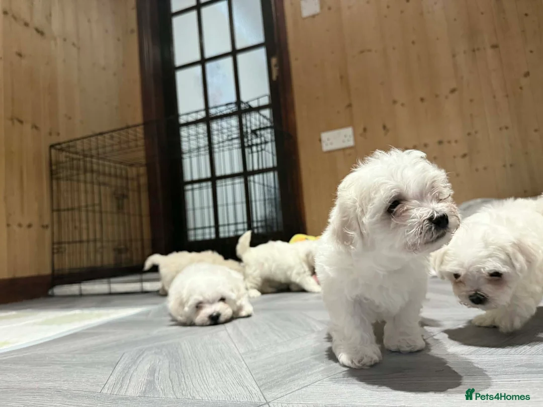 Maltese dogs for sale: Maltese puppies  - Advert 12