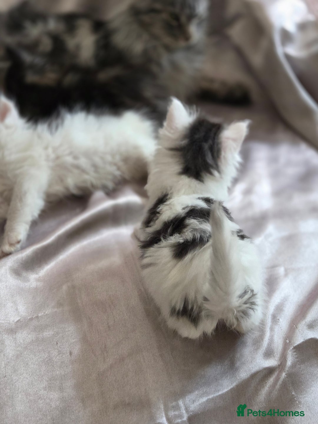 Maine Coon cats for sale: Variety of Maine coon kittens - Image 16