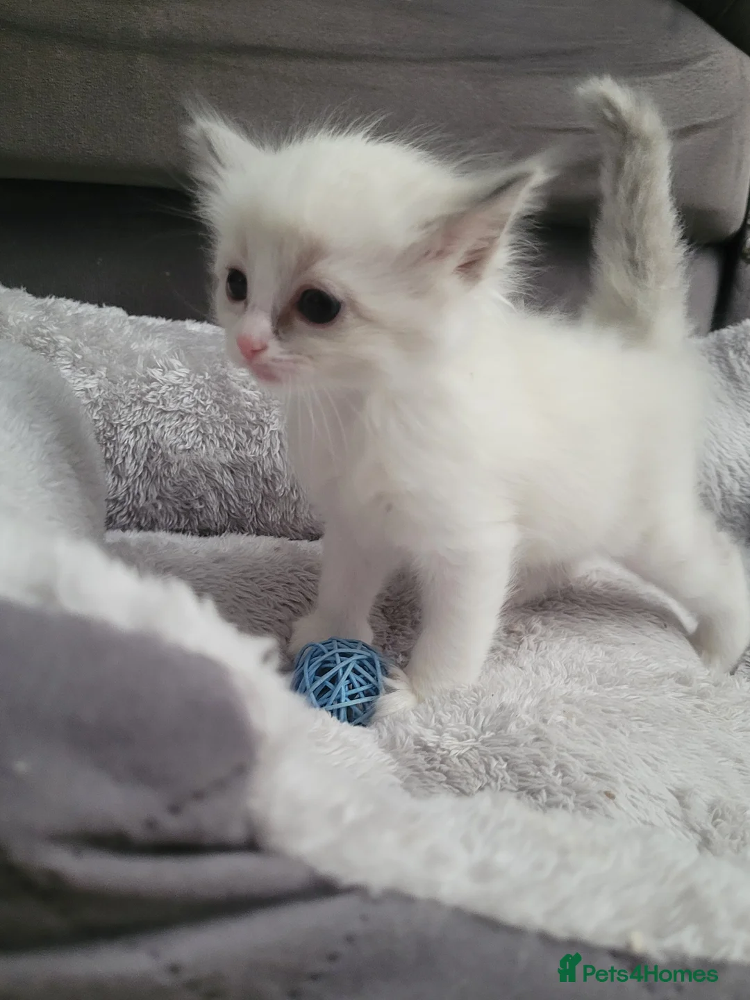 Ragdoll cats for sale: Ragdoll Kittens 🩷 - Advert 7