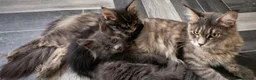 Maine Coon cats for sale: Maine coon kitten  - Advert 31