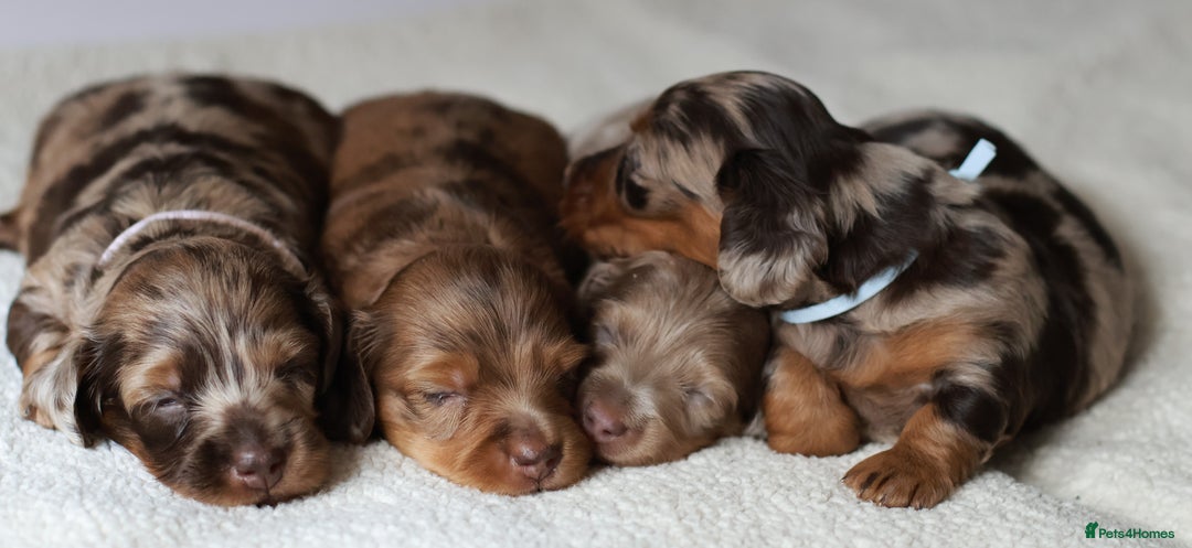 Miniature Dachshund dogs for sale: 5StarsLicensed+LongHaired+KC+PRAClear+VetChecked - Image 31
