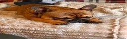 French Bulldog dogs for stud: Stud … Teddy …Rukaroobulls Cadeau du Ciel - Advert 11