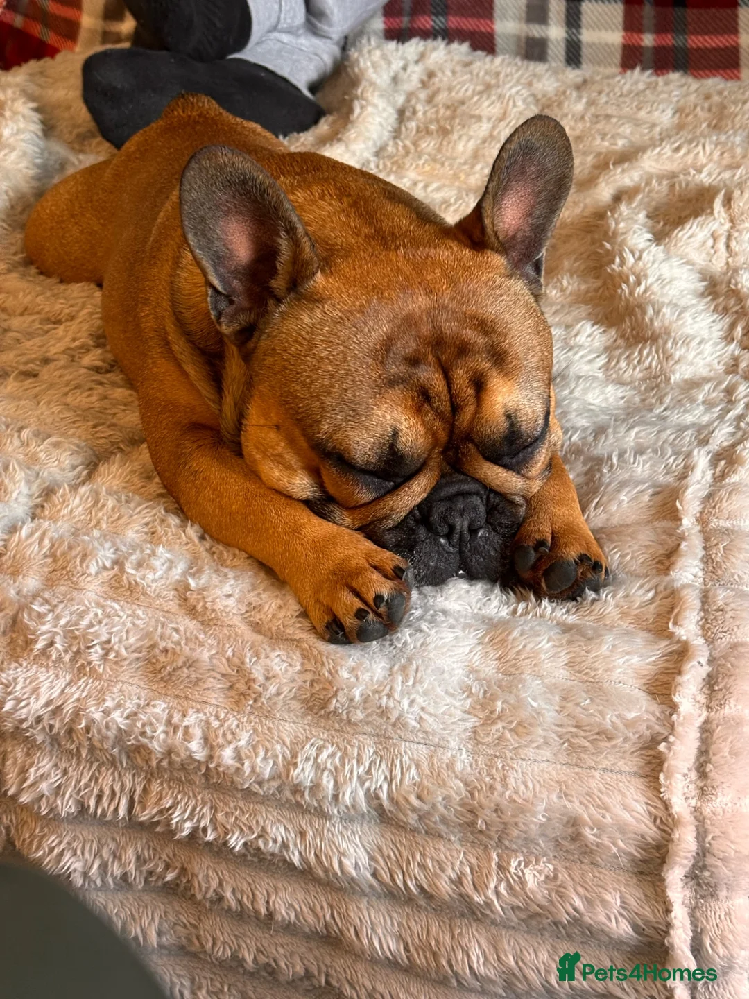 French Bulldog dogs for stud: Stud … Teddy …Rukaroobulls Cadeau du Ciel - Advert 11