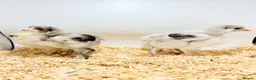 Chickens poultry for sale: Hatching Eggs🐣USA Bearded Silkies,Brahmas,Vorwerk - Advert 9