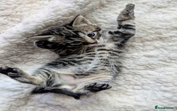Mixed Breed cats for sale: adorable kittens for sale - Image 6