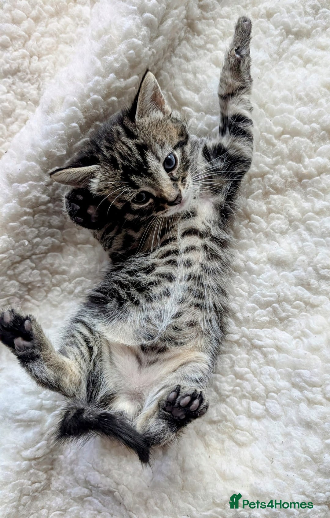 Mixed Breed cats for sale: adorable kittens for sale - Image 6