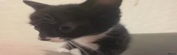 Mixed Breed cats for sale: 3 x beautifull kittens for sale - Advert 4