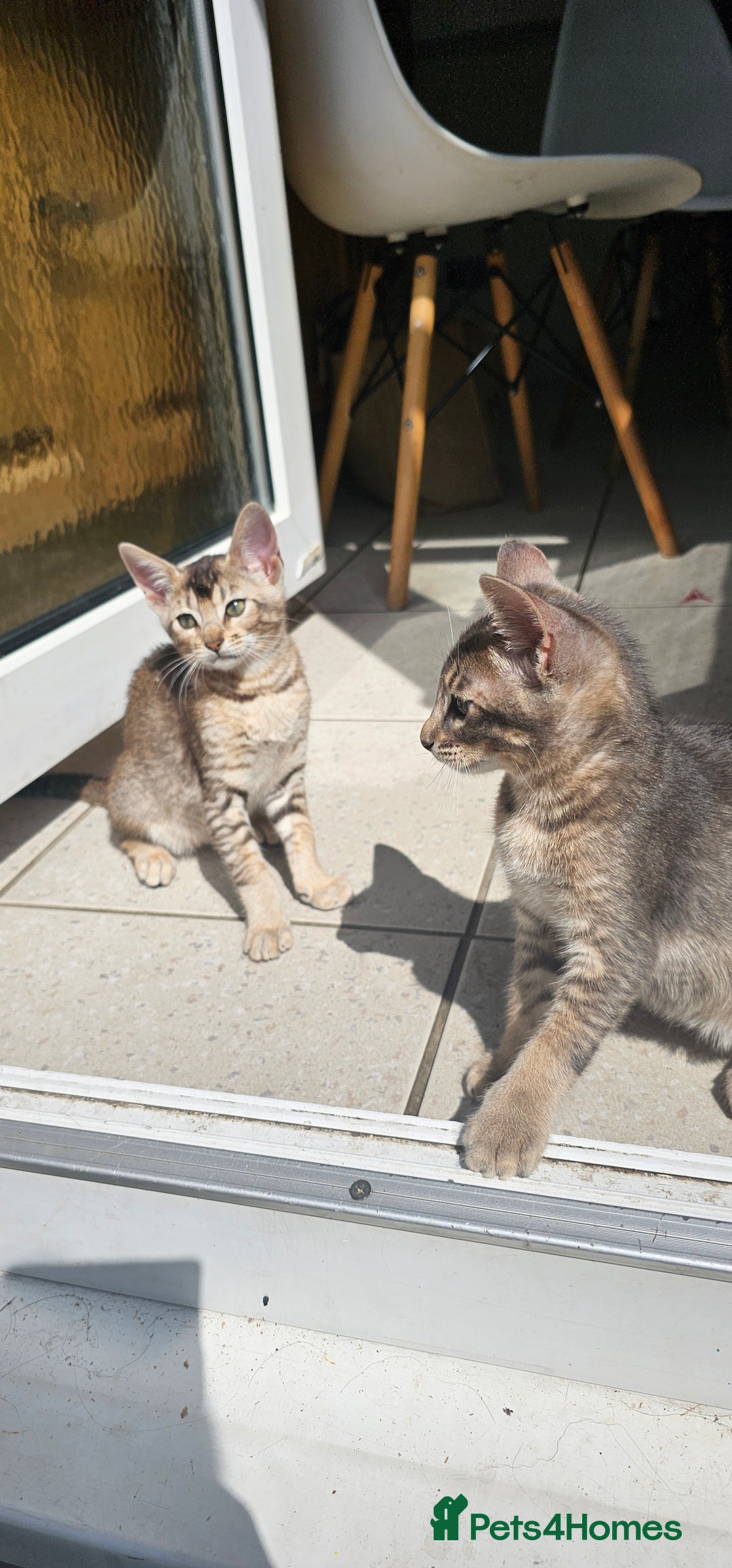 Mixed Breed cats for sale: Abyssinian x Snow Bengal  - Image 22