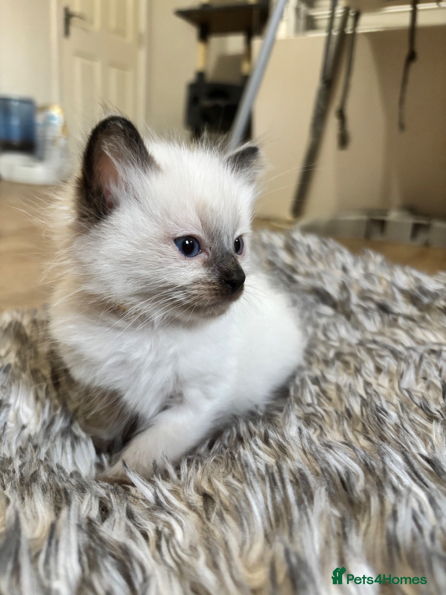 Ragdoll cats Ragdoll kittens -2 boys left available  - Advert 2