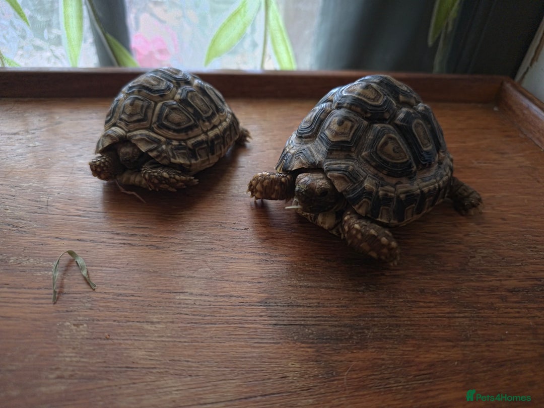 Tortoise reptiles for sale: Baby Leopard Tortoises - Advert 9