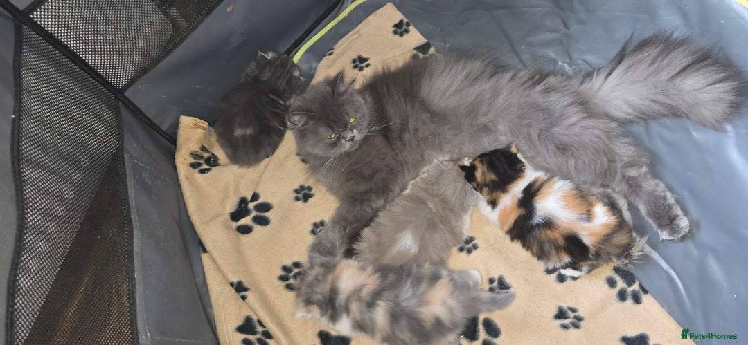 Persian cats for sale: 😻 Stunning persian kittens  - Image 16