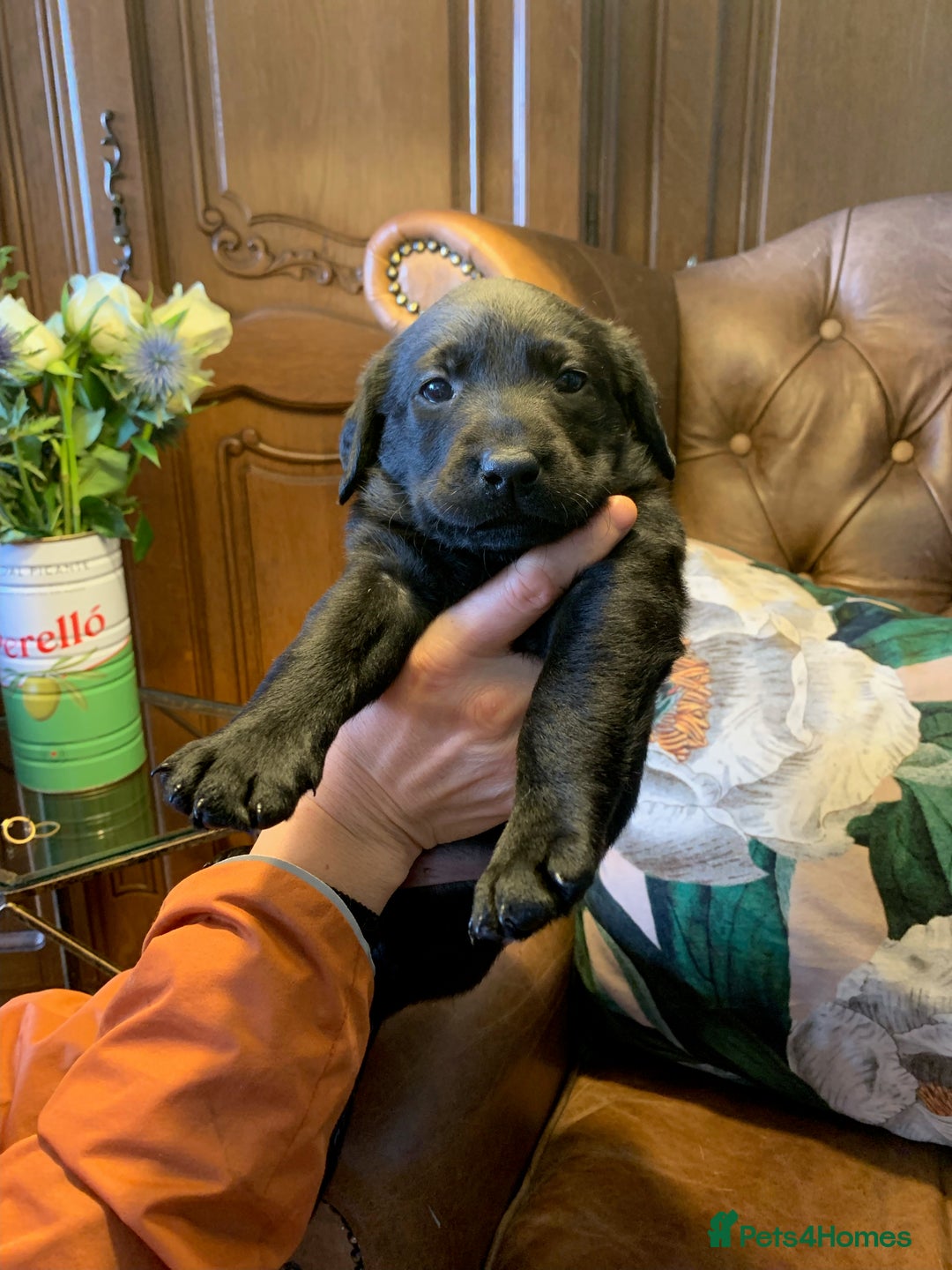 Labrador Retriever dogs for sale: Gorg KC reg labradors with amazing lineage - Advert 18