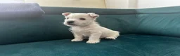 West Highland Terrier dogs for sale: Show Quality Pups⭐️(ONE PUP LEFT!) - Advert 3