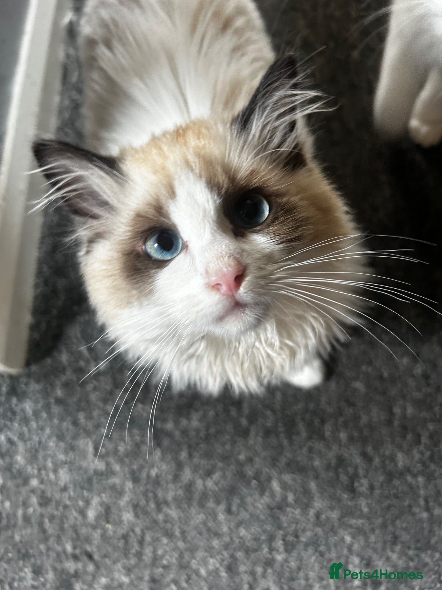 Ragdoll cats 2 ragdoll girls looking for their forever homes💞 - Advert 1